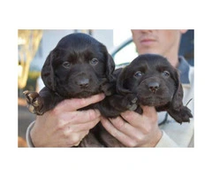 4 Boykin Spaniel Puppies available