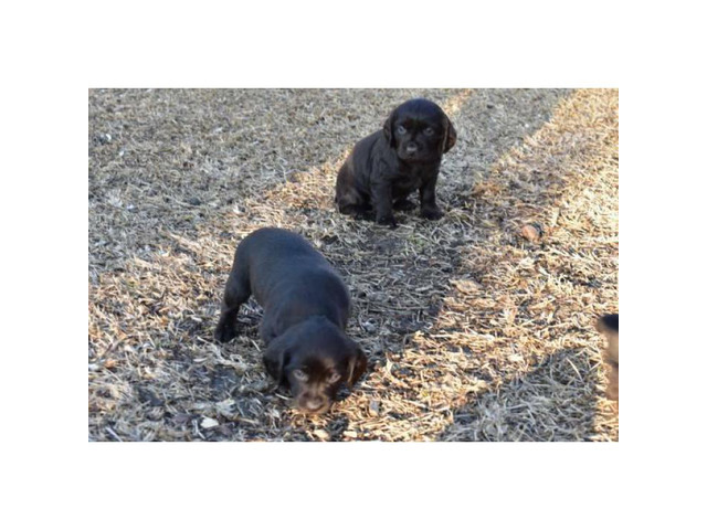 4 Boykin Spaniel Puppies available in Columbia, South