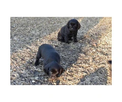 4 Boykin Spaniel Puppies available - 2