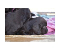 4 Boykin Spaniel Puppies available - 3