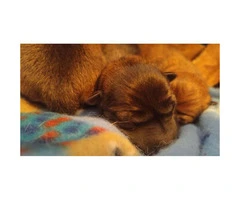 Full breed Shiba inu babies $1700