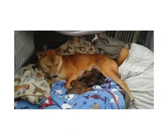 Full breed Shiba inu babies $1700 - 3