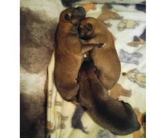 Full breed Shiba inu babies $1700 - 4
