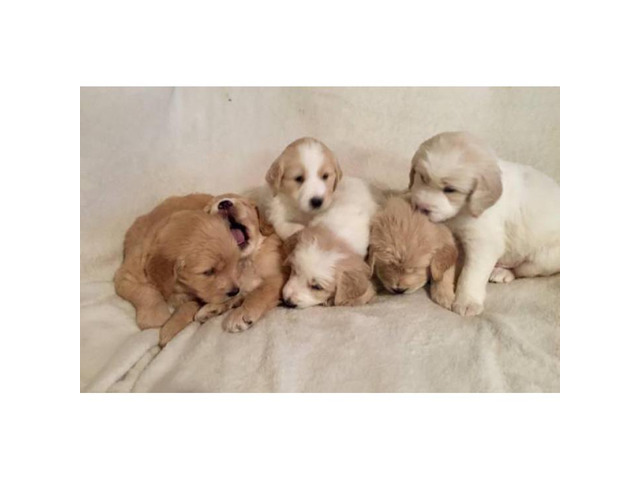 Golden doodles for sale $600 puppies in Arco, Idaho - Puppies for Sale