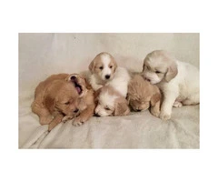 Golden doodles for sale $600 puppies - 4