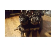 Litter of German Shepherd Puppies that turned 8 weeks old - 4