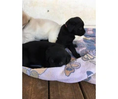 AKC Lab Puppies. 2 black females left - 2