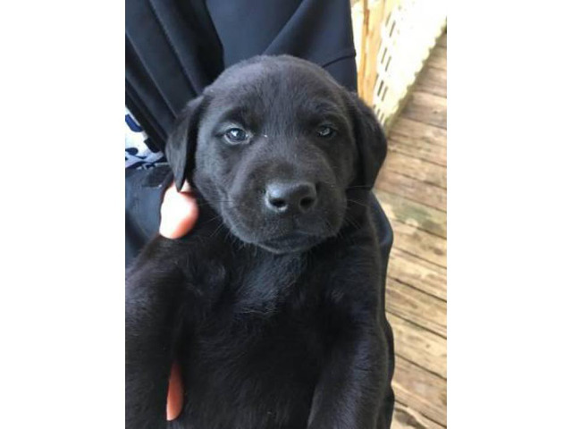 AKC Lab Puppies. 2 black females left Athens - Puppies for Sale Near Me