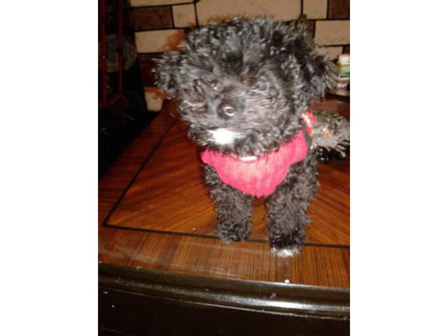 Female toy poodle three months old in Pittsburgh