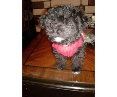 Female toy poodle three months old