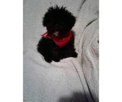 Female toy poodle three months old - 2