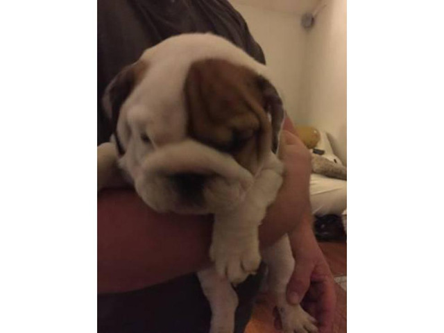 English Bulldog Puppies 2500 AKC Registered in Corbin