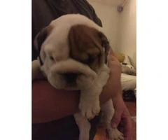 English Bulldog Puppies $2500 AKC Registered - 3