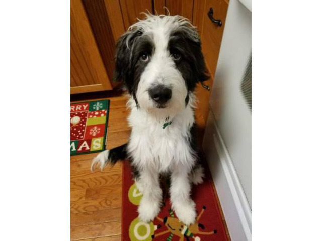 2 months old aussiedoodle puppy $600 in Wooster, Ohio ...