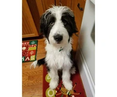 2 months old aussiedoodle puppy  $600