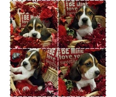 Tri-Colored Basset Hound Puppies only 6 boys left - 2