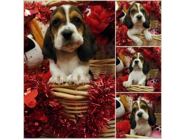 Tri-Colored Basset Hound Puppies only 6 boys left in , Texas - Puppies for Sale Near Me