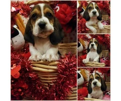 Tri-Colored Basset Hound Puppies only 6 boys left - 3