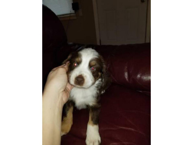 4 mini aussie pups for sale in Lubbock, Texas - Puppies ...