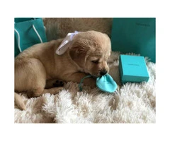 Must Rehome my Labrador retriever puppy 8 weeks old - 3