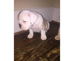 Approx 10 weeks old Champion blood lines healthy AKC puppies - 2