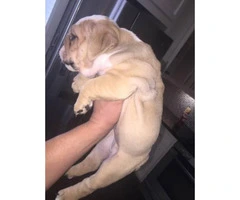 Approx 10 weeks old Champion blood lines healthy AKC puppies - 3