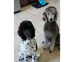 AKC male standard poodle puppy available