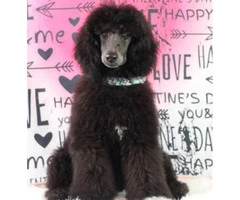 AKC male standard poodle puppy available - 2