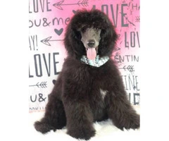 AKC male standard poodle puppy available - 3