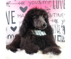 AKC male standard poodle puppy available - 4