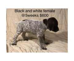 9 German Shorthair Pointer puppies for sale