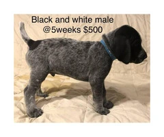 9 German Shorthair Pointer puppies for sale - 4