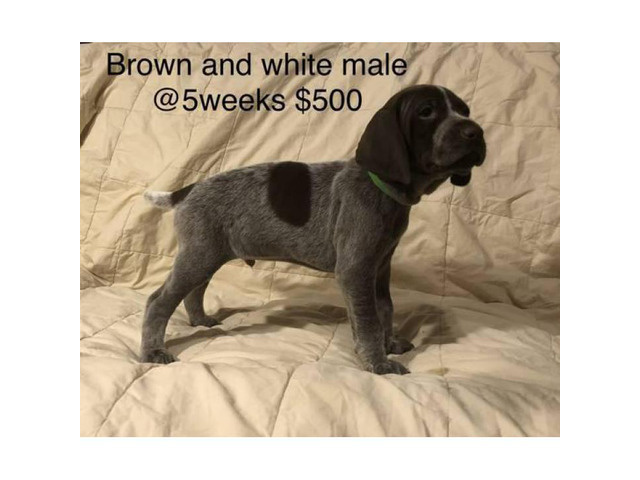9 German Shorthair Pointer puppies for sale in Memphis ...