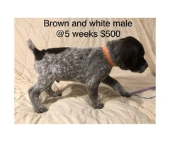 9 German Shorthair Pointer puppies for sale - 6