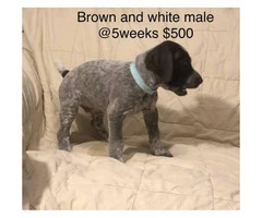 9 German Shorthair Pointer puppies for sale - 8