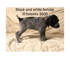 9 German Shorthair Pointer puppies for sale - 9