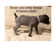 9 German Shorthair Pointer puppies for sale - 10