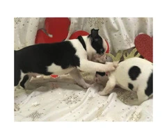 Akc boston terrier 4 adorable female puppies - 2
