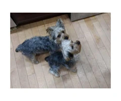 2 beautiful male Yorkie Puppies for sale - 3