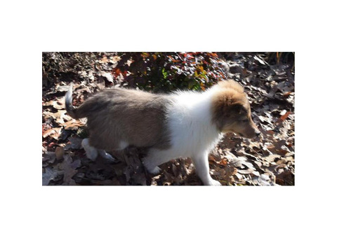 Full akc registered Shetland-Sheepdog-Sheltie available