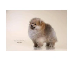 12 weeks AKC purebred pomeranian puppy $2500 - 1