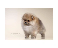12 weeks AKC purebred pomeranian puppy $2500 - 2