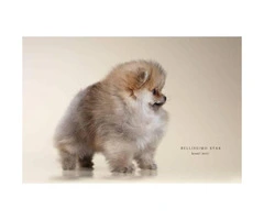 12 weeks AKC purebred pomeranian puppy $2500 - 3