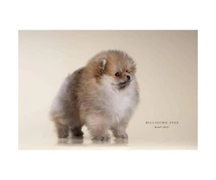 12 weeks AKC purebred pomeranian puppy $2500 - 4