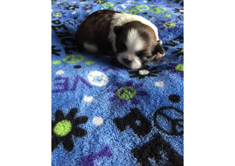 3 sweet girls AKC Shih Tzu Puppies for sale - $1100