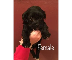 Maltipoo puppies for sale. 3 males and a couple of females.