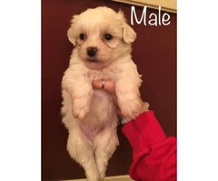 Maltipoo puppies for sale. 3 males and a couple of females. - 2