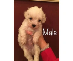 Maltipoo puppies for sale. 3 males and a couple of females. - 3
