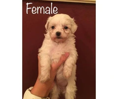Maltipoo puppies for sale. 3 males and a couple of females. - 4