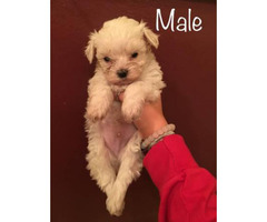 Maltipoo puppies for sale. 3 males and a couple of females. in , Louisiana - Puppies for Sale ...